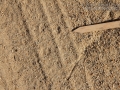Pocket Mouse Track (1)