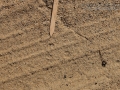 Pocket Mouse Track