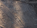 Raccoon Tracks (1)
