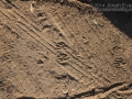 Raccoon Tracks