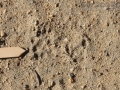Spotted Skunk Tracks