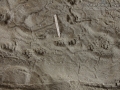 Striped Skunk Tracks
