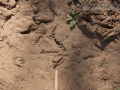 Turkey Tracks