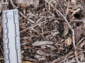 Woodrat Scat