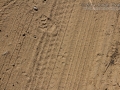 Woodrat Tracks (1)
