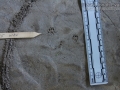 Woodrat Tracks