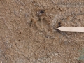 Bobcat Track (1)