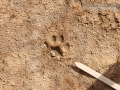 Bobcat Track