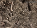 Bobcat Tracks (1)