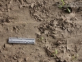 Bobcat Tracks