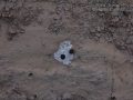 Cottontail Scat and Urine