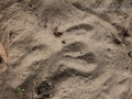Cottontail Sit & Scat