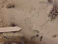 Cottontail Tracks (1)