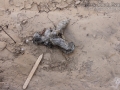 Coyote Scat