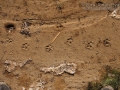 Coyote Tracks (1)