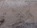 Frog-Toad Tracks