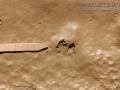 Kangaroo Rat Tracks
