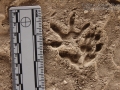 Opossum Tracks