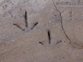 Quail Tracks