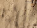 Turtle Tracks