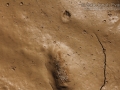 Vole Tracks (1)