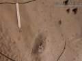 Vole Tracks & Cottontail Tracks