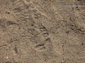 Ant Lion Trail
