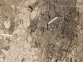 Bobcat and Scrub Jay Tracks
