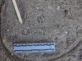 California Ground Squirrel Tracks