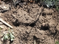 Cottontail Tracks