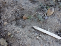 Coyote Track