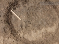 Dog Track