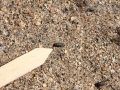 Kangaroo Rat Scat
