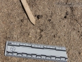 Kangaroo Rat Tracks