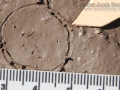 Lizard Track