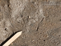 Mourning Dove Tracks