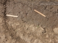 Quail and Cottontail Track