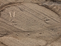 Turkey Tracks