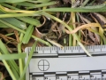 Vole Scat