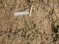 Armadillo Tracks