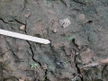 Black Vulture Tracks