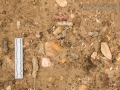 Bobcat Scat