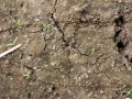 Bobcat Tracks