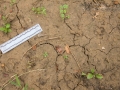 Bobcat Tracks