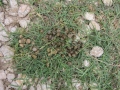 Cottontail Scat