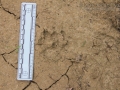 Coyote Tracks