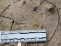 Crow Tracks
