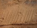 Deer Tracks