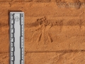Grasshopper Tracks
