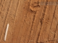 Grasshopper Tracks